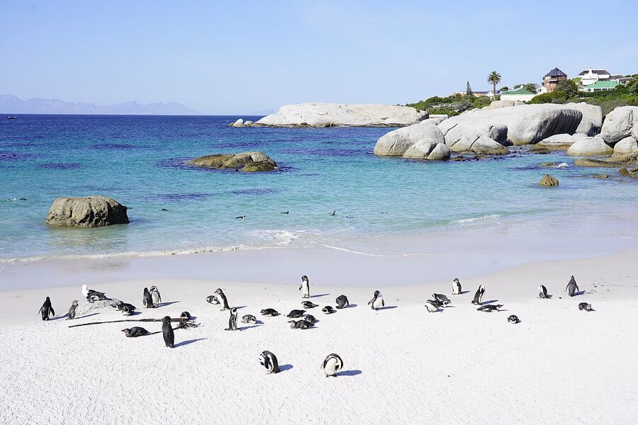 African penguins on the white sand of Boulders Beach, Simon's Town